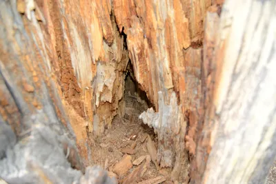 DSC_3265 (Large).JPG